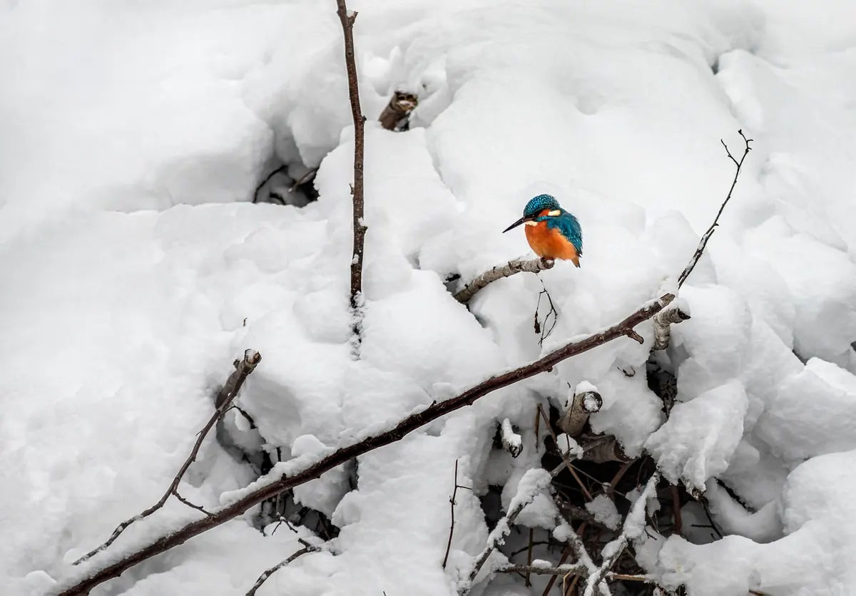 Birdwatching on the River Avon: A Seasonal Guide to Kingfishers, Herons, and Swans